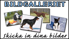 Bildgalleriet